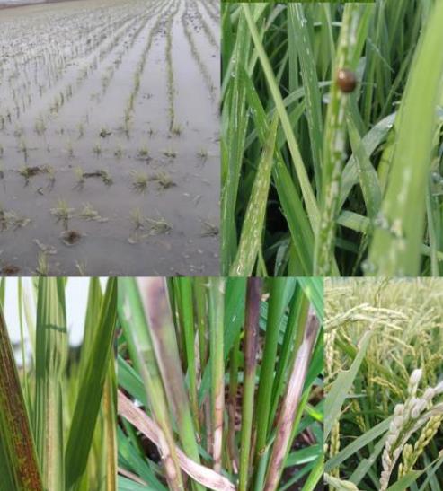 新闻名称：水稻种植用尿素好还是用硫酸铵好？
添加日期：2023-07-04 15:01:22
浏览次数：37